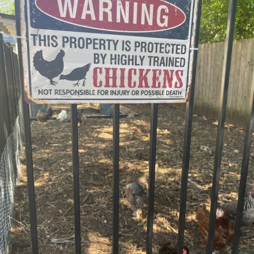 Chicken Coop Sign Metal Chicken Sign Indoor Outdoor Made in the USA TMS09 photo review